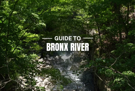 A Complete Guide to Bronx River 